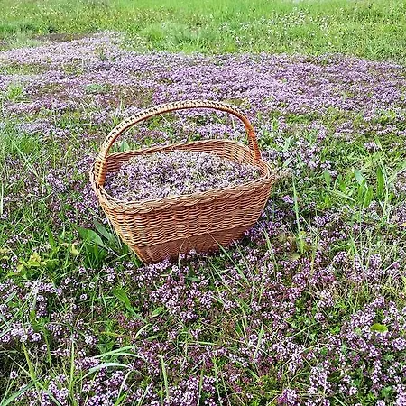 別荘 Vacation Latini