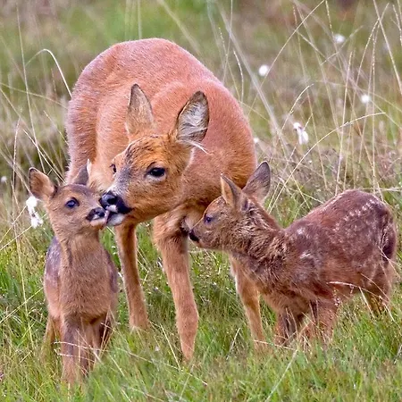 Vacation Latini Casa vacanze